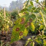 Erken Yaprak Yanıklığı Tedavisi - Agrohomeopati