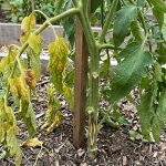 Fusarium Solgunluğu Tedavisi - Agrohomeopati