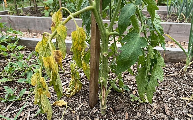Fusarium Solgunluğu Tedavisi - Agrohomeopati