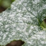 Külleme Hastalığı - Agrohomeopatik Çözüm - Doğal Tedavi Yöntemi